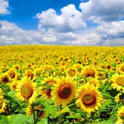 朝鲜爆冷胜日本疯狂庆祝 球员赛后先谢中国球迷